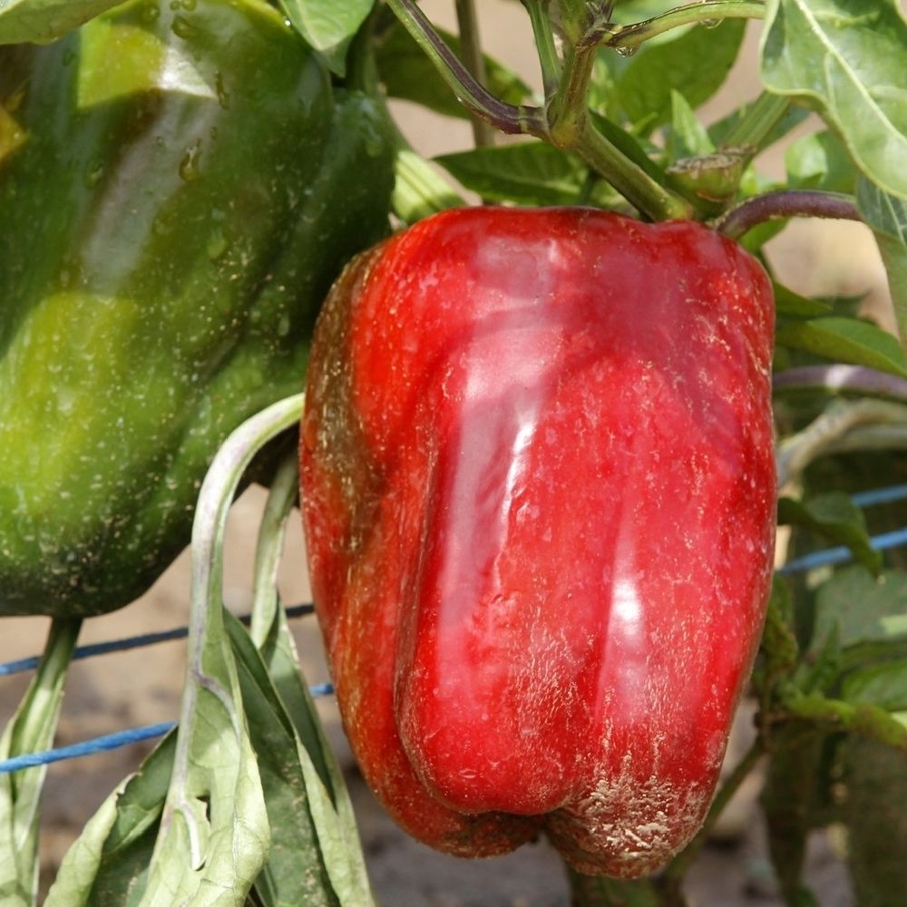 Plants de poivrons doux 'Sonar' F1 bio : barquette de 3 plants