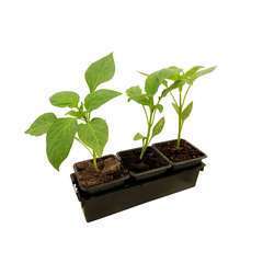 Plants de poivrons doux 'Lipari' F1 bio : barquette de 3 plants