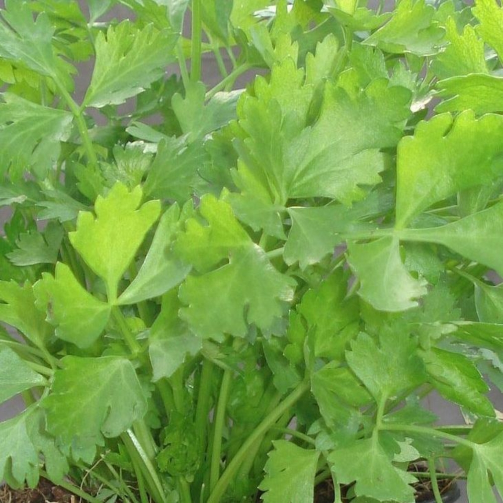 Plant de céleri vivace bio : en godet