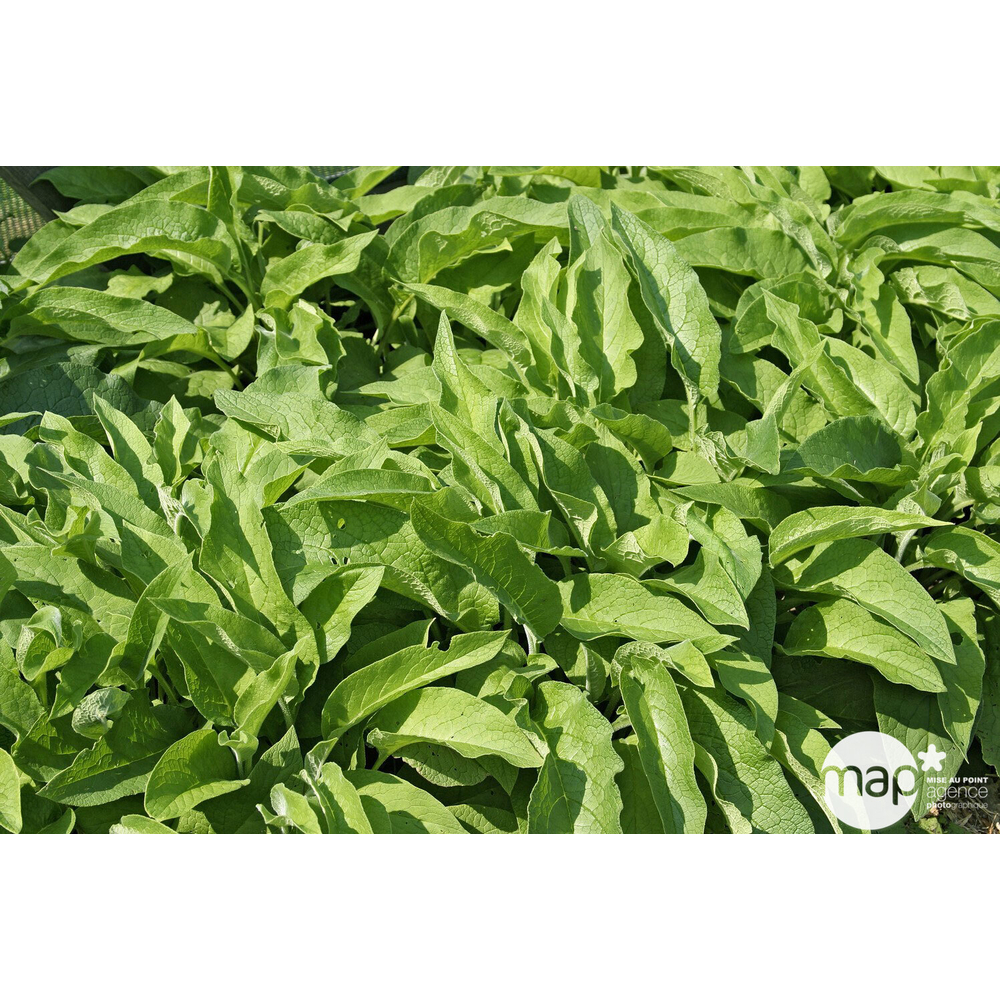 Plant de consoude officinale bio : en godet