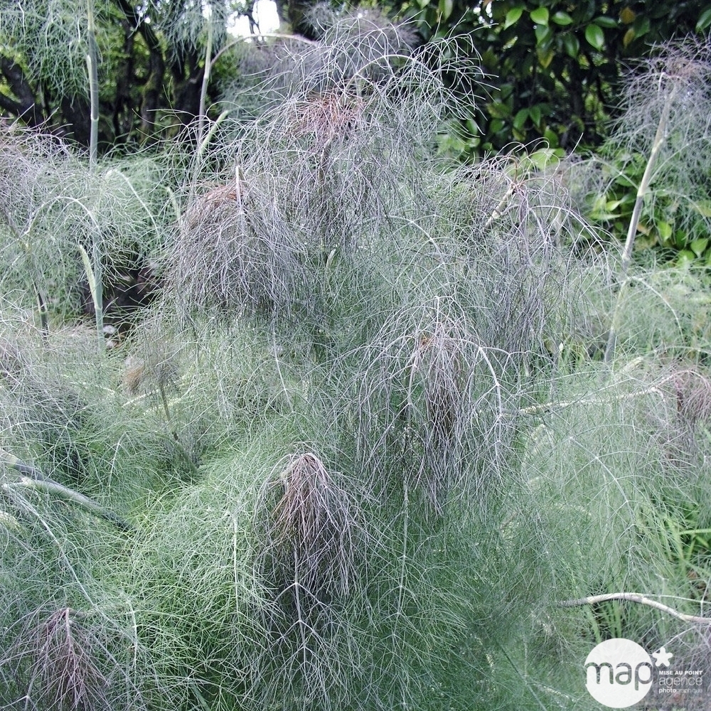 Fenouil.commun purpureum ab:godet d.9cm