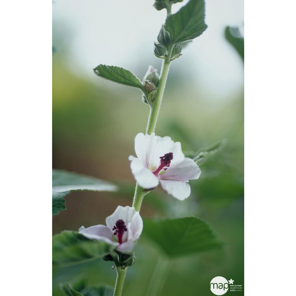 Plant de guimauve officinale bio : en godet