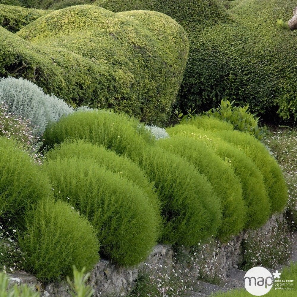 Plant de santoline verte bio : en godet