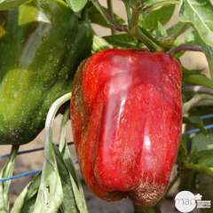 Plant de poivron doux 'Sonar' F1 bio : pot de 0,5 litre