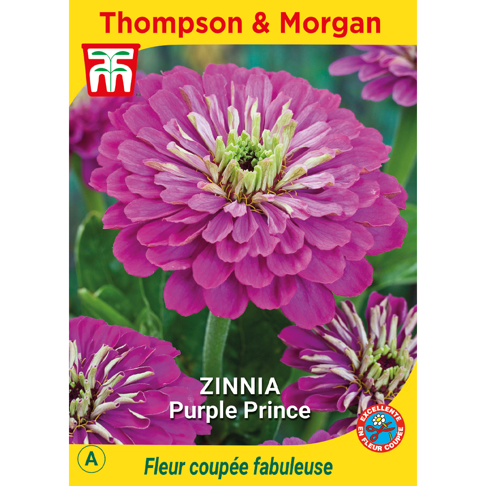 zinnia purple prince
