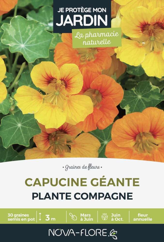 Capucine GÃ©ante : graines