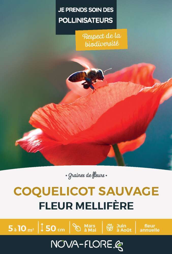 Coquelicot Sauvage : graines
