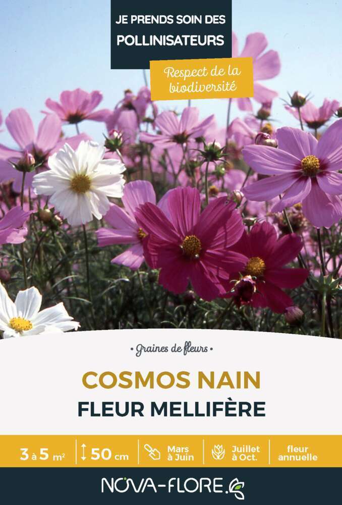 Cosmos Nain : graines