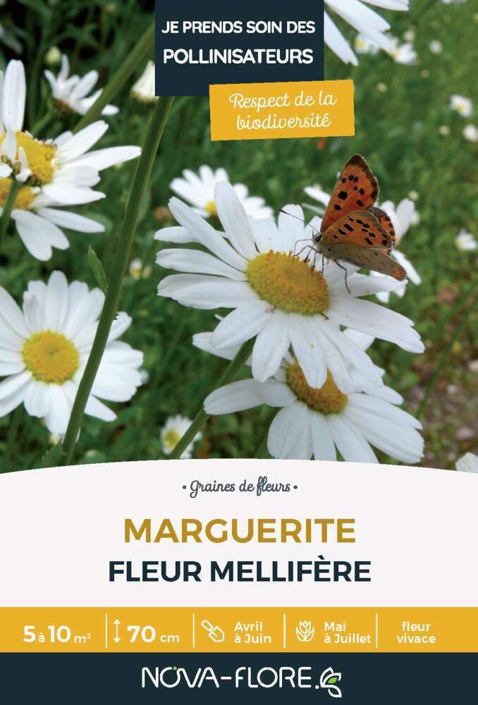 Marguerite : graines