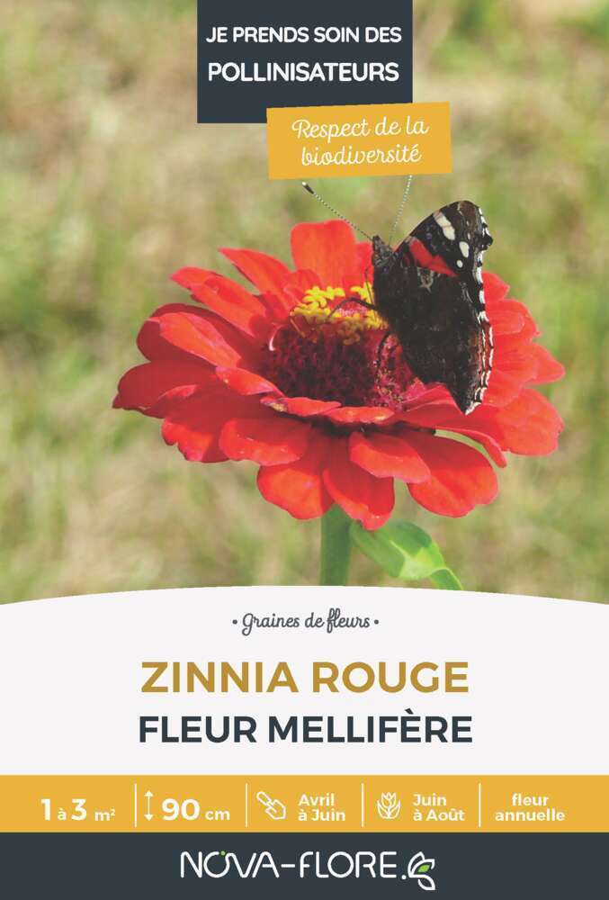 Zinnia rouge : graines