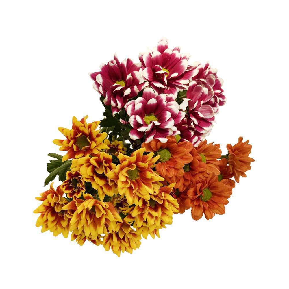 BOTTE CHRYSANTHEMES MIX-(384565)