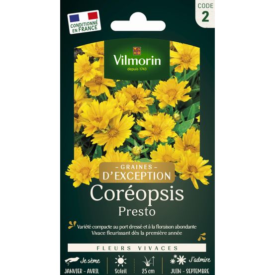 Coreopsis Presto