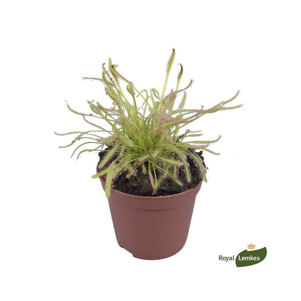 Droséra Capensis : H.15cm Ø9cm, pot