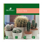 Cactus cierge : plante Ø12cm, pot