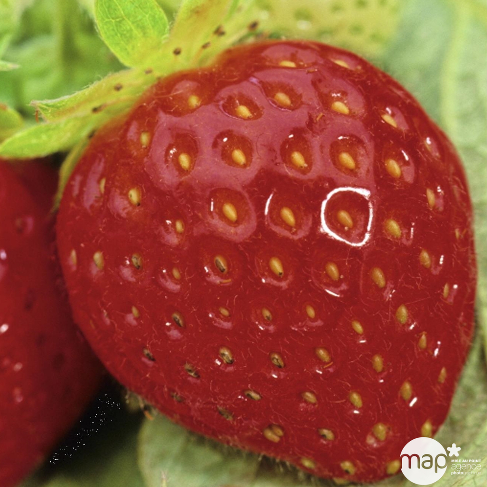 Plant de fraisier 'Mme Moutot' : pot de 0,5 litre