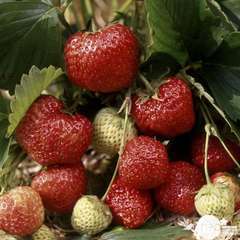 Plant de fraisier 'Surprise des Halles' : pot de 0,5 litre