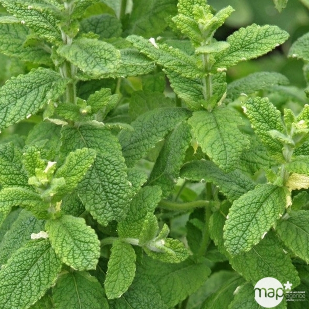 Plant de Menthe citronnée AB - Godet 9cm