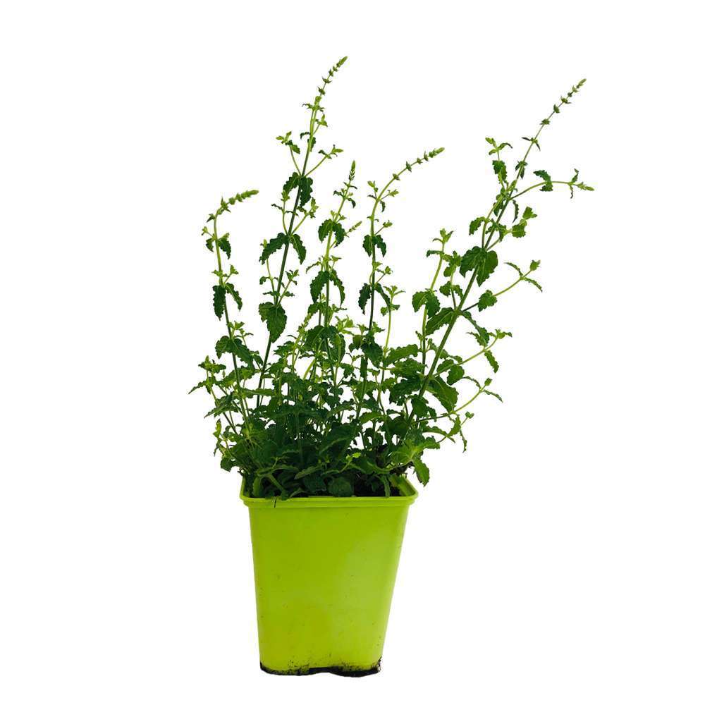 Menthe fraise : pot Ã 13 cm