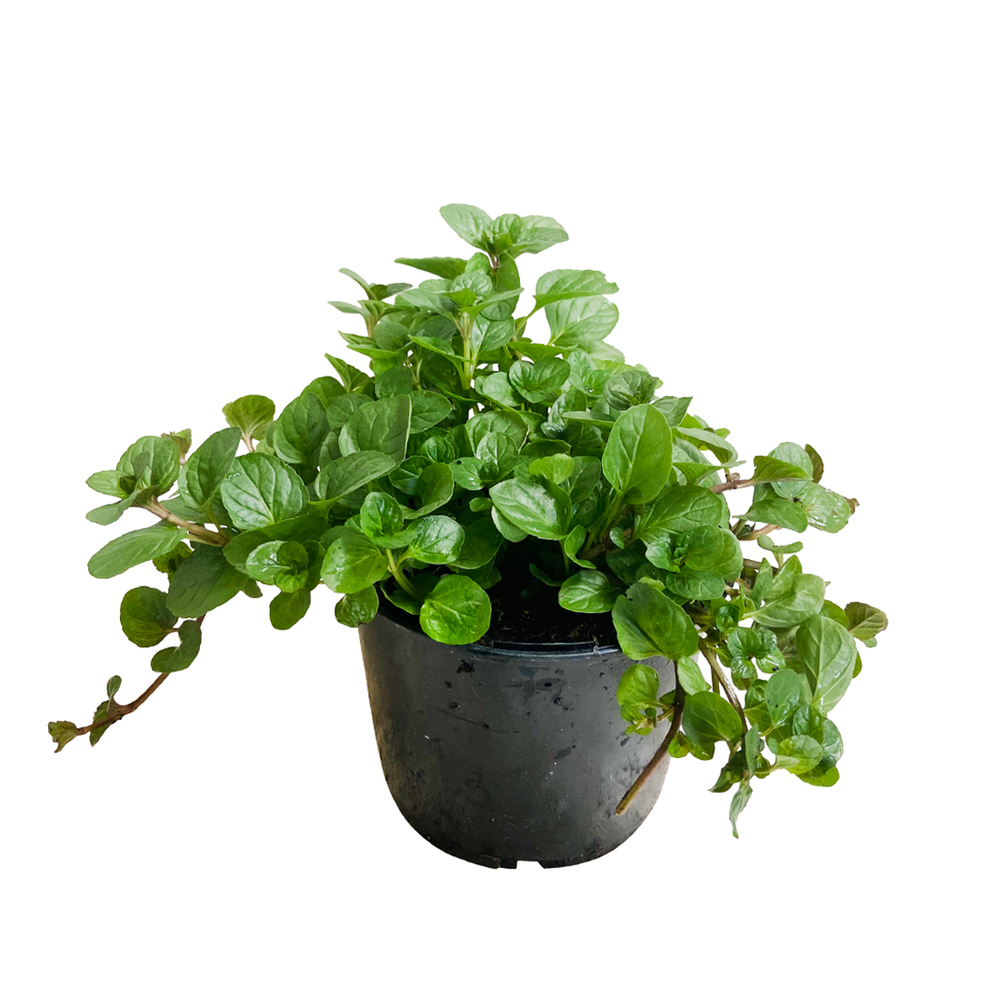 Plant de menthe orange Eau de Cologne : pot de 1 litre