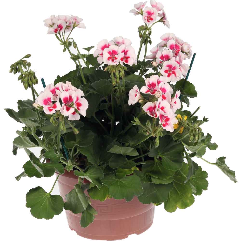 Géranium zonale à œil : Ctr 4,5 litres