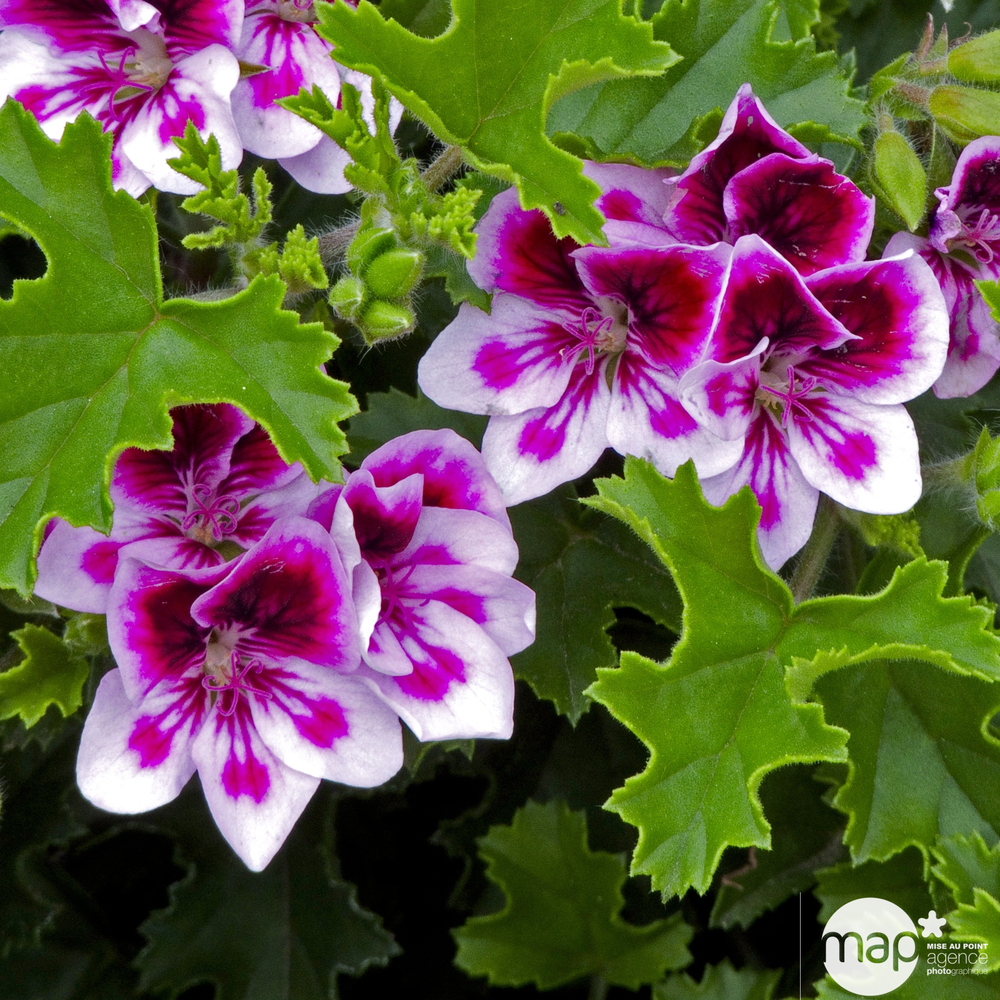 Pélargonium grandiflorum : pot couleur Ø 25 cm