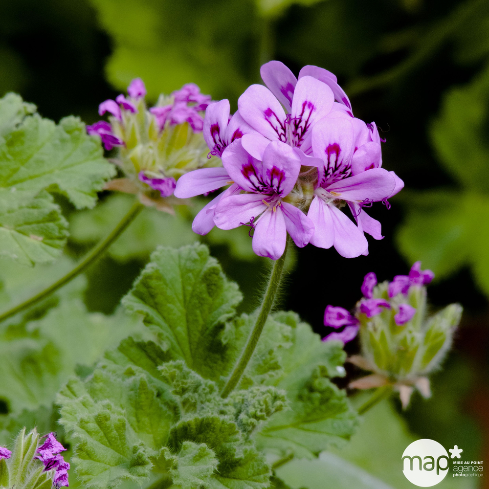 Pelargonium parfumé : pot D.12cm