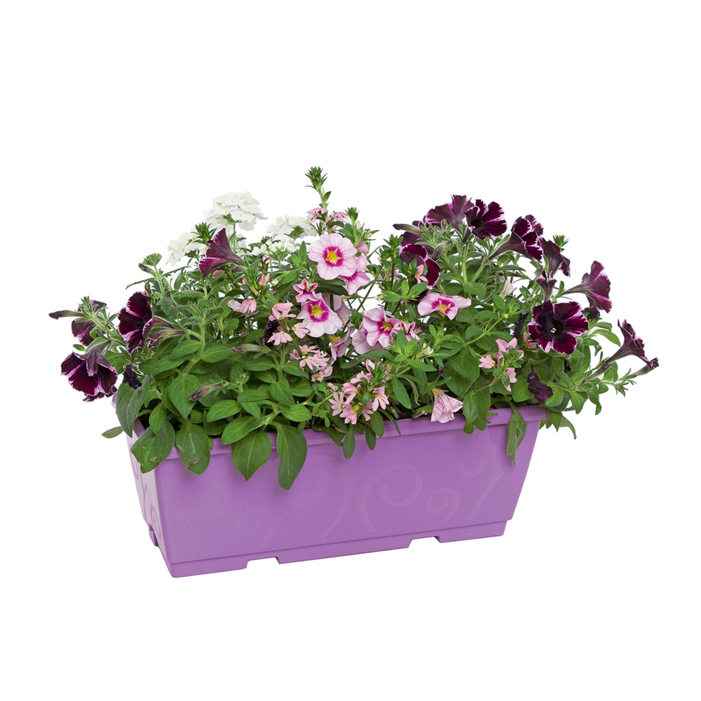 ANNUELLE MELANGE JARD.40CM-(386038)