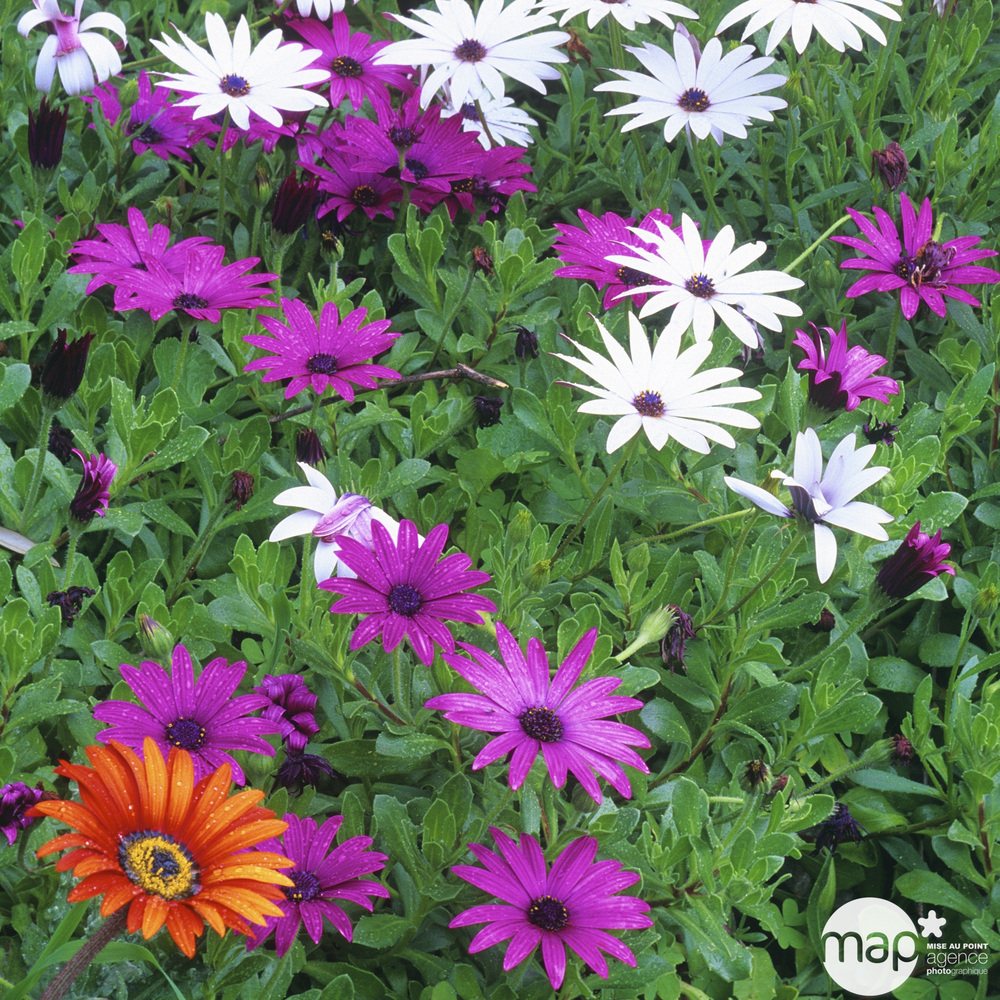 Osteospermum : coupe Ø 27 cm