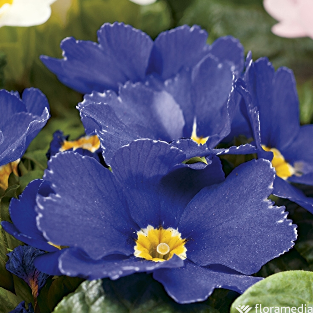 Primevère : bac bois fantaisie