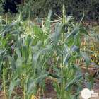 Plant de maïs doux : pot de 0,5 litre