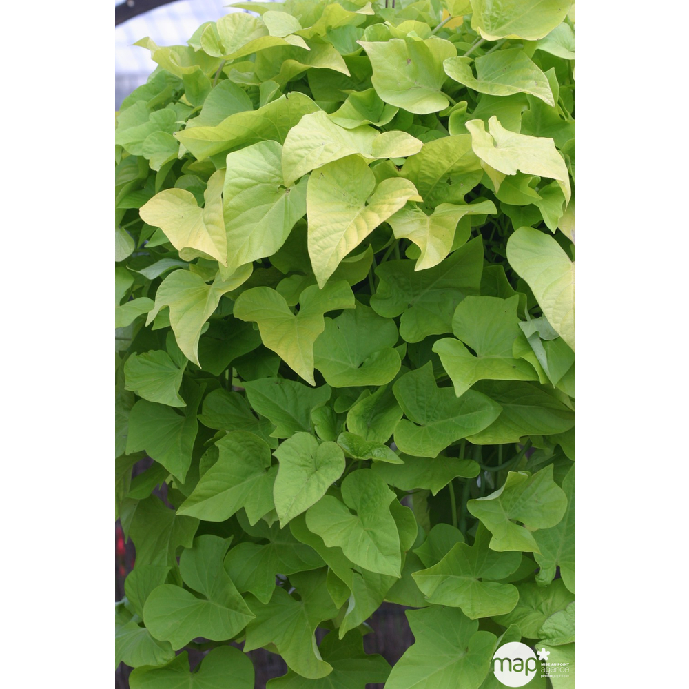 Plant de patate douce : pot de 0,5 litre