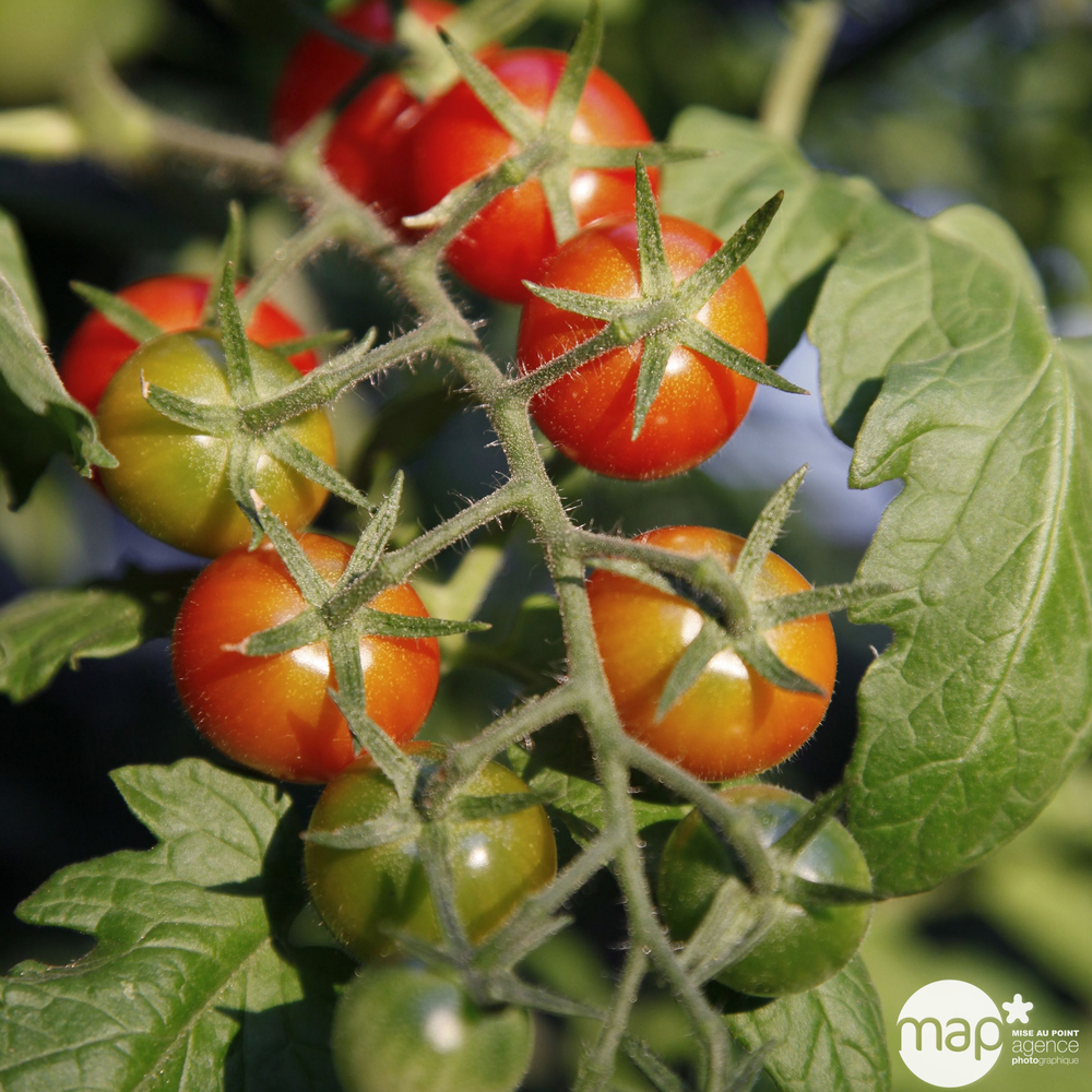 Plant de tomate 'Sweet Million' F1 : pot de 0,5 litre