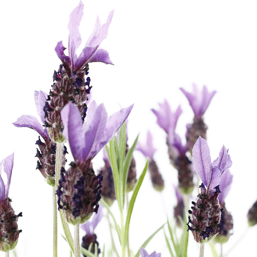 Lavandula stoechas Ped : ctr 3 litres RC