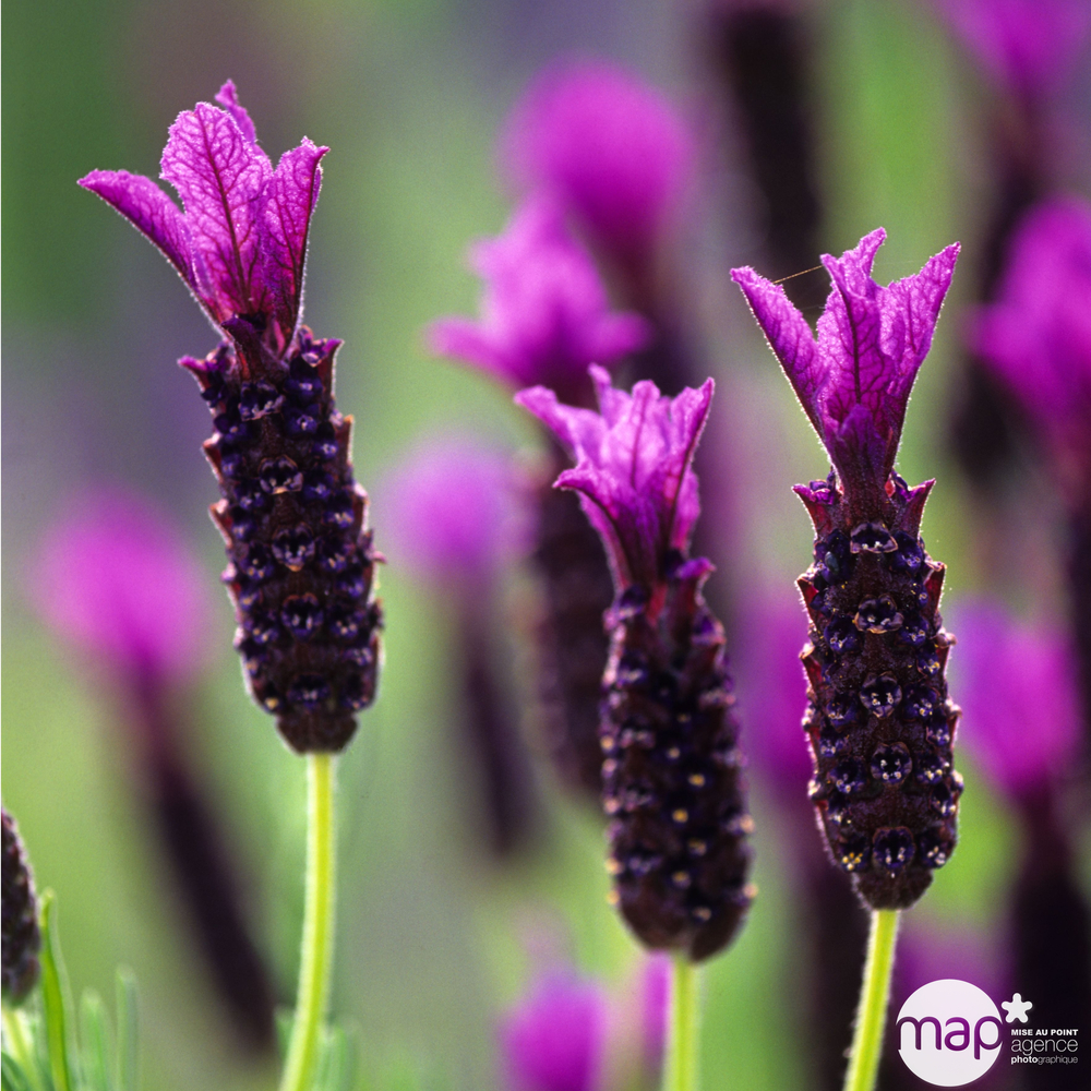 Lavandula stoechas Splend : ctr 3 litres RC