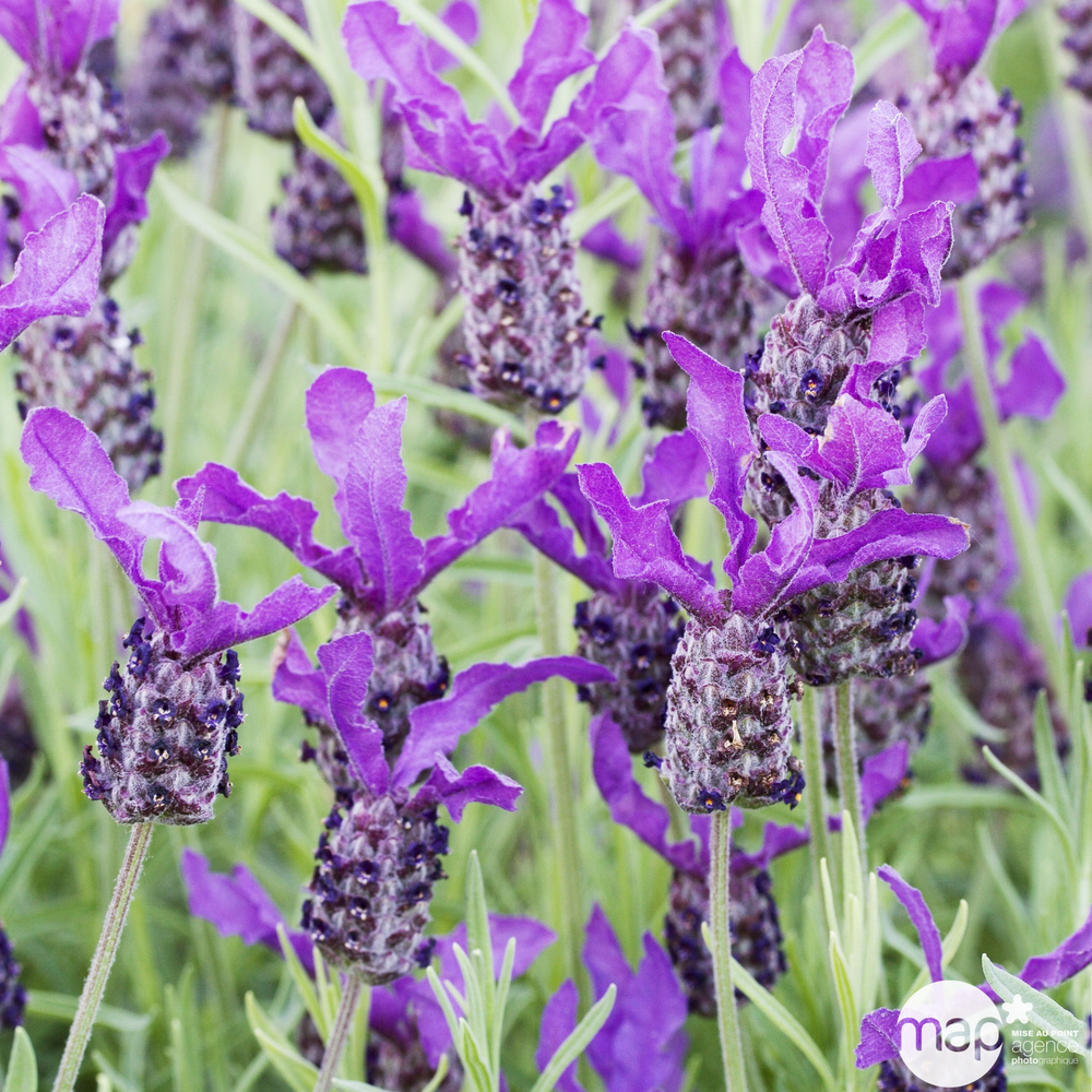Lavandula stoechas Willowale : ctr 3 litres RC
