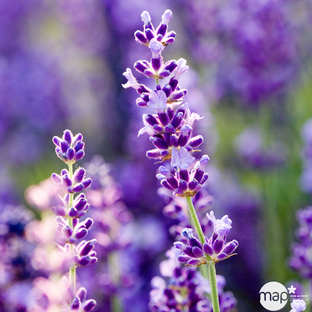 Lavandula x 'Richard Gray' : 3L