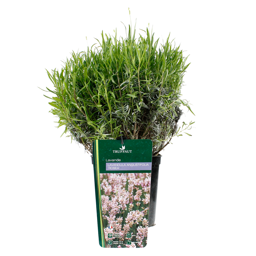Lavandula angustifolia 'Rosea' : 3 L RC