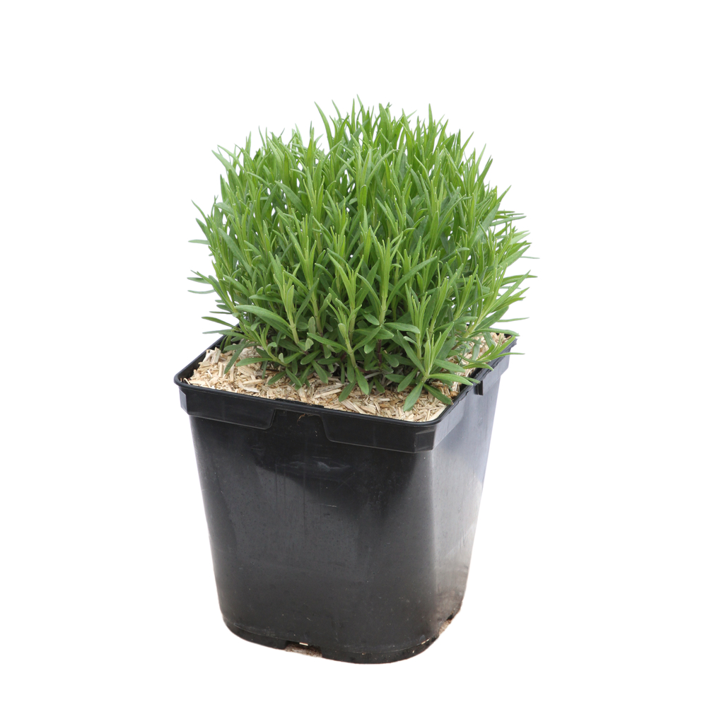 Lavandula angustifolia 'Rosea' : 3 L RC