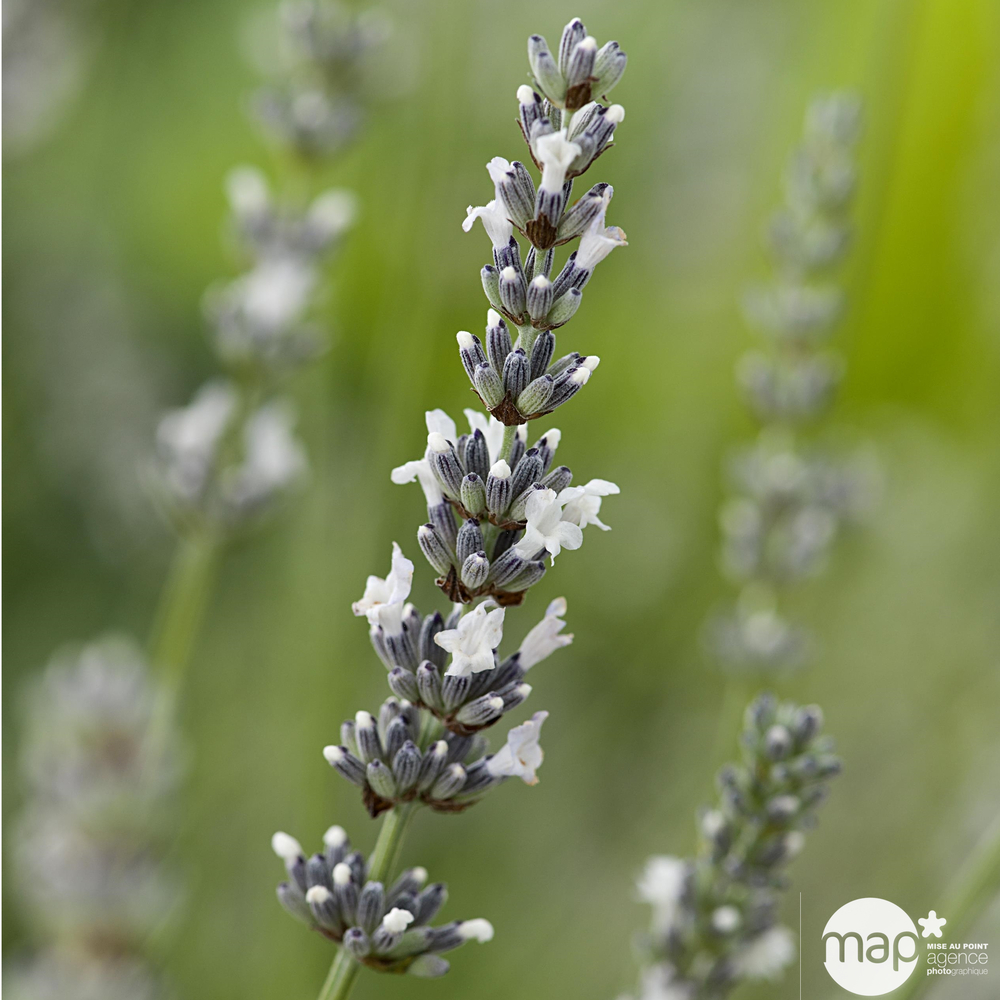 Lavandula angustifolia 'Edelweiss' :3 L RC