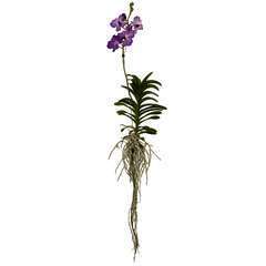 Orchidée Vanda 1 tige - vase D.14 cm | Truffaut