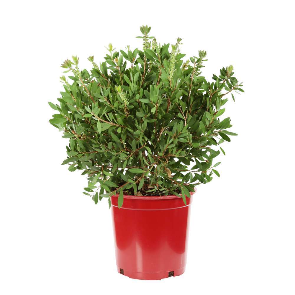 Callistemon:touffe H 40/50 cm conteneur 5 litres