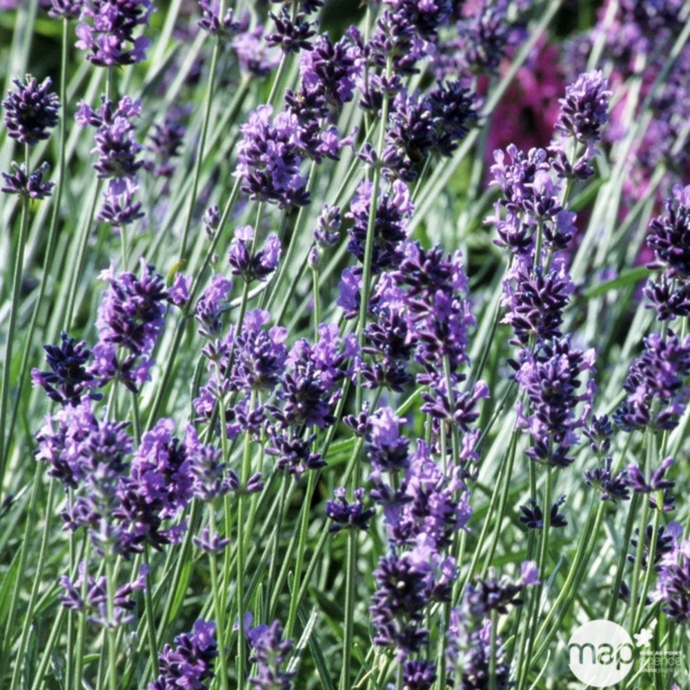 Lavandula officinalis = angustifolia : H 20/30 cm : ctr 5 litres