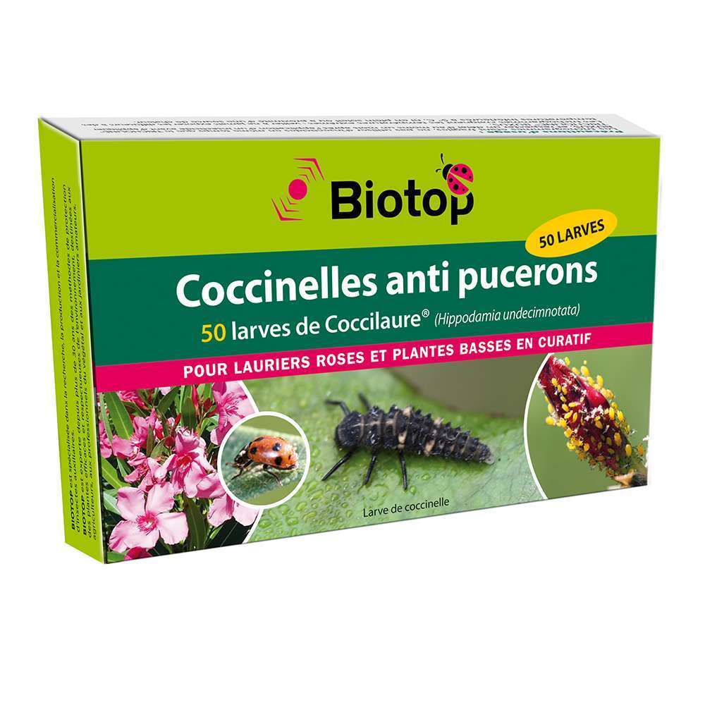 Larves coccinelles coccilaure anti puceron - Lot de 50