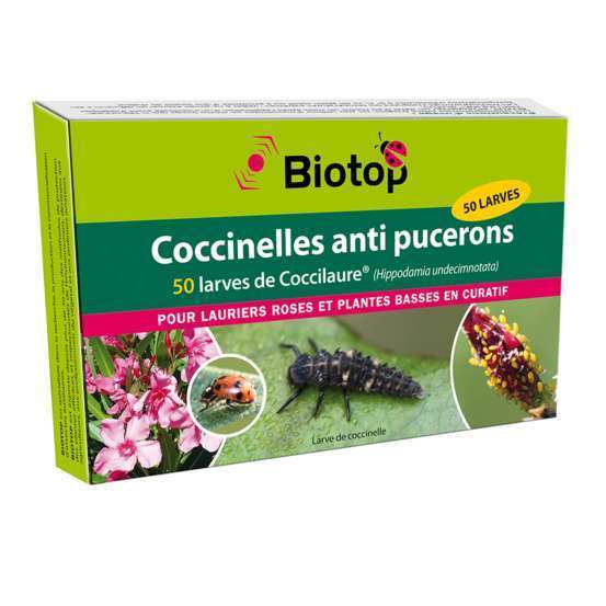 Larves coccinelles coccilaure anti puceron - Lot de 50