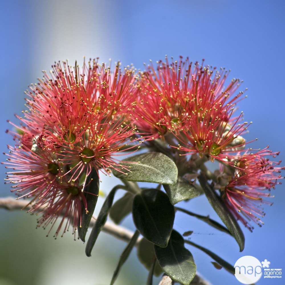 Metrosideros excelsa : hauteur 40/50 cm conteneur de 8 Litres