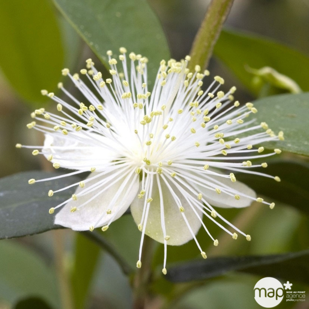 Myrtus communis : hauteur 40/50 cm conteneur 8 litres