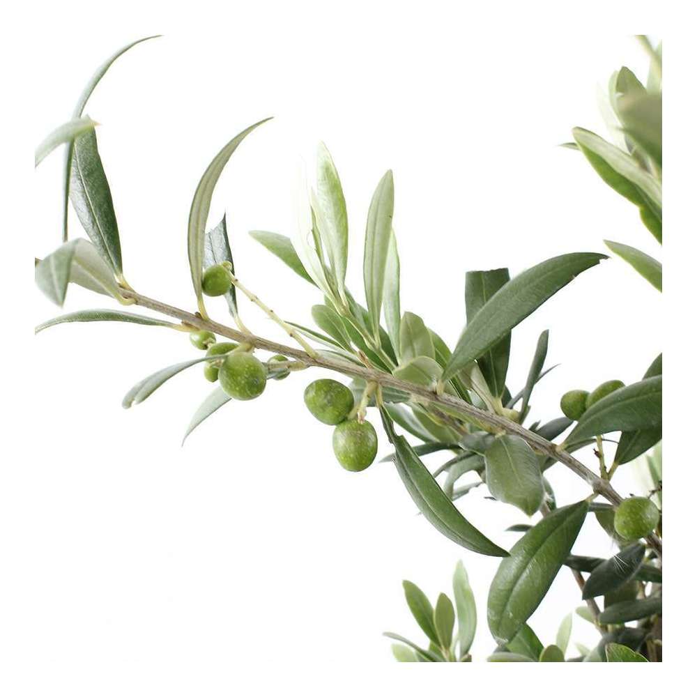Olivier, Olea europeae : H60/80 cm pot 8L