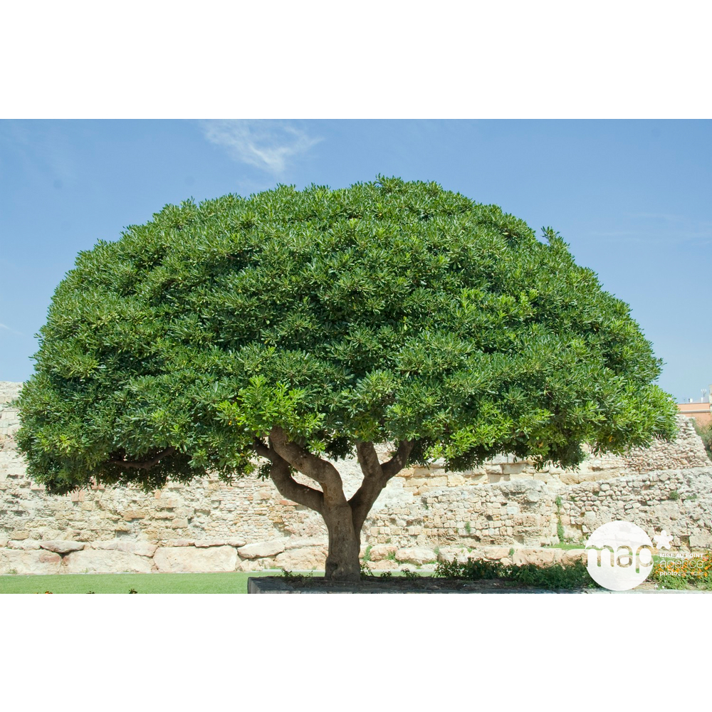 Pittosporum tobira nana: h.40/50cm pot 8L