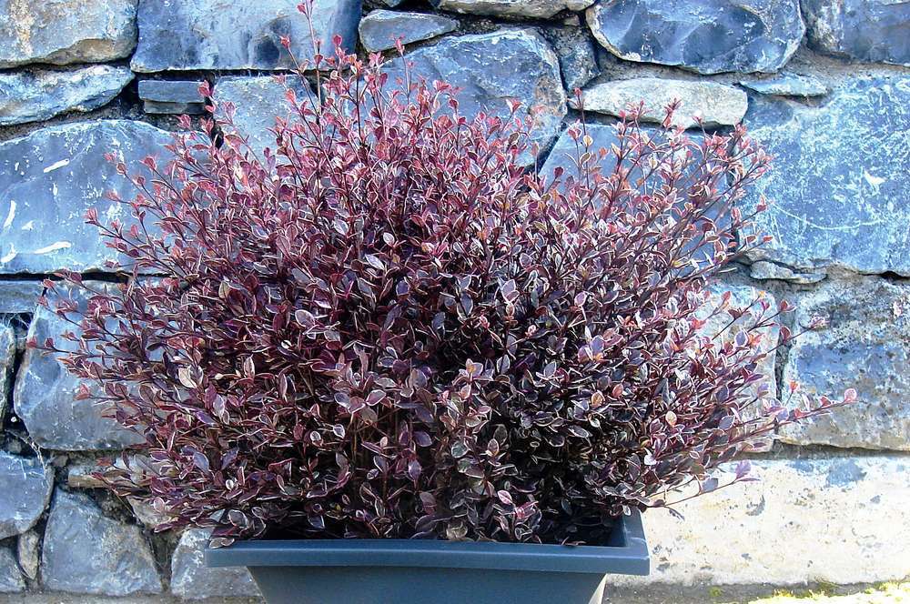 Lophormyrthus 'Magic Dragon'® : pot 3L