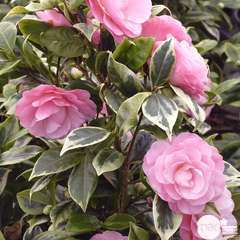 Camellia japonica ' Kerguelen ' ®: pot 4 L